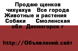 Продаю щенков чихуахуа - Все города Животные и растения » Собаки   . Смоленская обл.,Десногорск г.